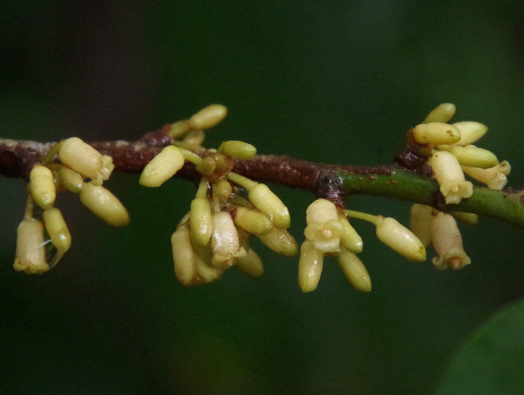 Myristica