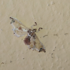 Neoleucinodes elegantalis