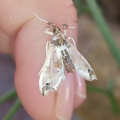 Neoleucinodes elegantalis