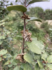 Magnoliopsida