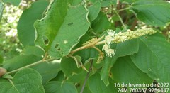 Croton blanchetianus