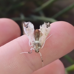 Neoleucinodes elegantalis