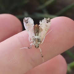 Neoleucinodes elegantalis