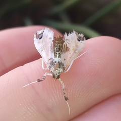 Neoleucinodes elegantalis