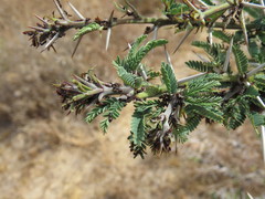 Crematogaster nigriceps