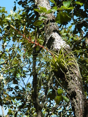 Tillandsia calothyrsus