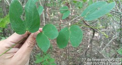 Bauhinia cheilantha