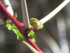 Crematogaster mimosae