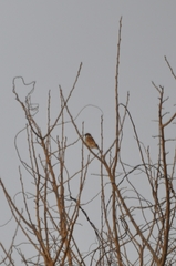 Passer montanus