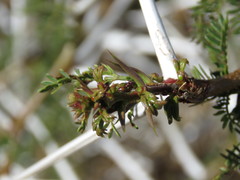 Crematogaster mimosae