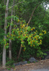 Tabernaemontana orientalis