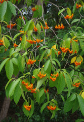 Tabernaemontana orientalis