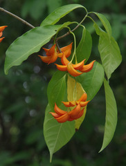 Tabernaemontana orientalis