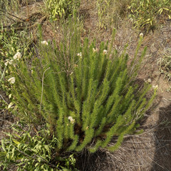 Baccharis ulicina