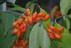 Tabernaemontana orientalis