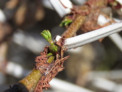 Crematogaster mimosae