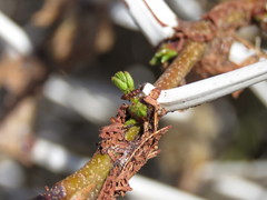 Crematogaster mimosae