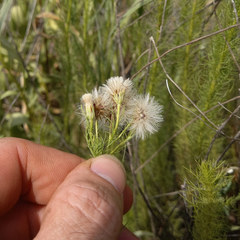 Baccharis ulicina