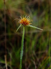 Rhynchospora barbata