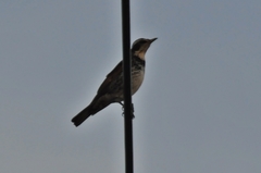 Turdus eunomus