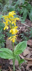 Calanthe striata