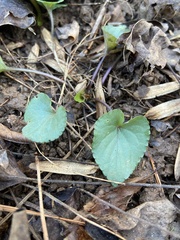 Viola hirsutula