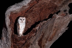 Tyto alba delicatula