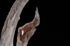 Tyto alba delicatula