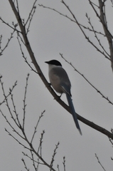 Cyanopica cyanus