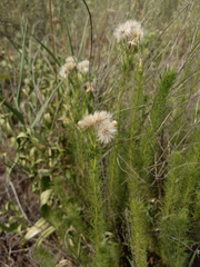 Baccharis ulicina