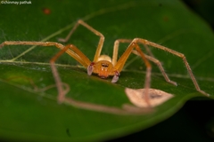 Olios
