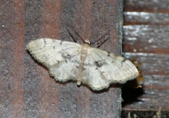 Idaea laevigata