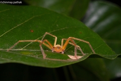 Olios
