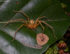 Olios