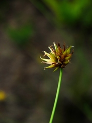 Rhynchospora globosa