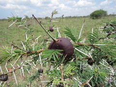 Crematogaster nigriceps