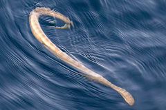 Hydrophis lapemoides