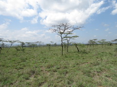 Acacia drepanolobium image