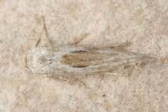 Scythris mixaula