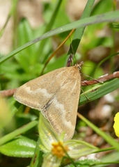 Pyrausta aerealis