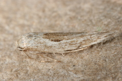 Scythris mixaula