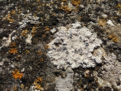 Pyrenodesmia variabilis