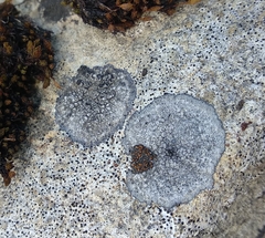 Caloplaca placidia