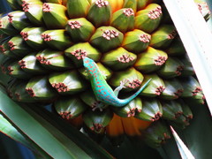 Phelsuma cepediana