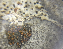 Caloplaca placidia