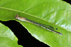 Oxyagrion terminale