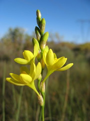 Ixia odorata