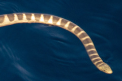 Hydrophis ornatus