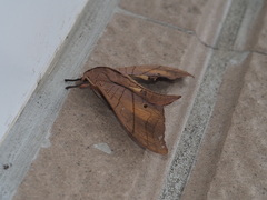 Marumba cristata bukaiana