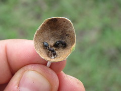 Crematogaster mimosae